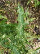 Plancia ëd Ptilostemon strictus (Ten.) W. Greuter