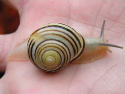 Image of Brown Lipped Snail