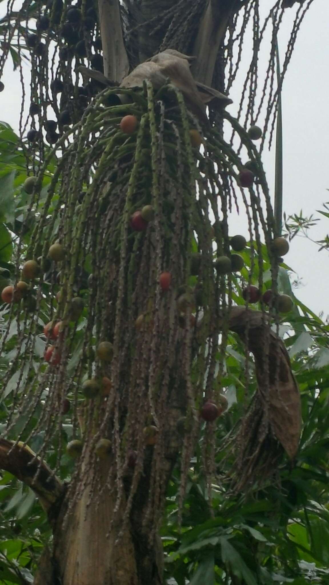 Image of Caryota maxima Blume