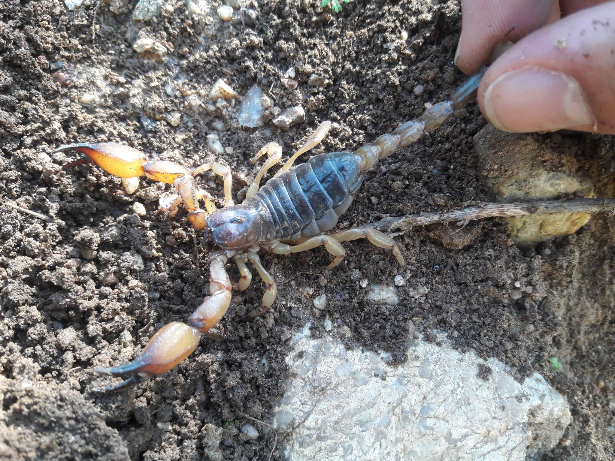 Sivun Anuroctonus pococki pococki kuva