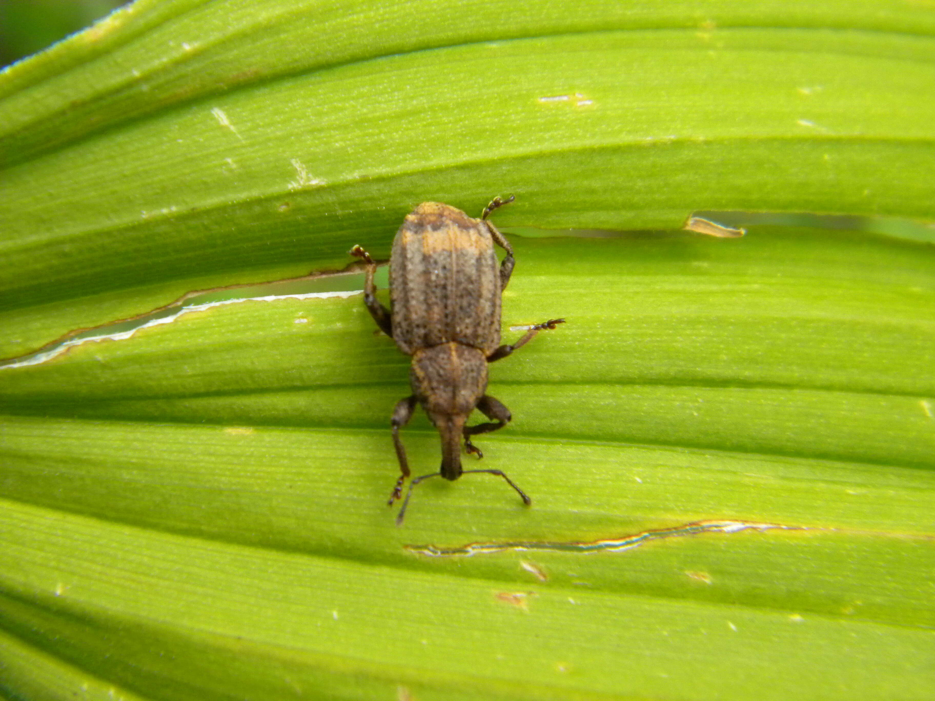 Image of large pine weevil
