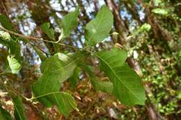 Слика од Quercus segoviensis Liebm.