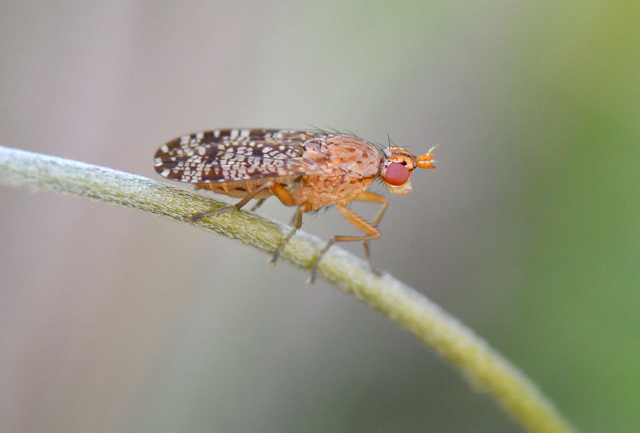 Image of Euthycera chaerophylli (Fabricius 1798)