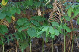 Image of Algerian oak