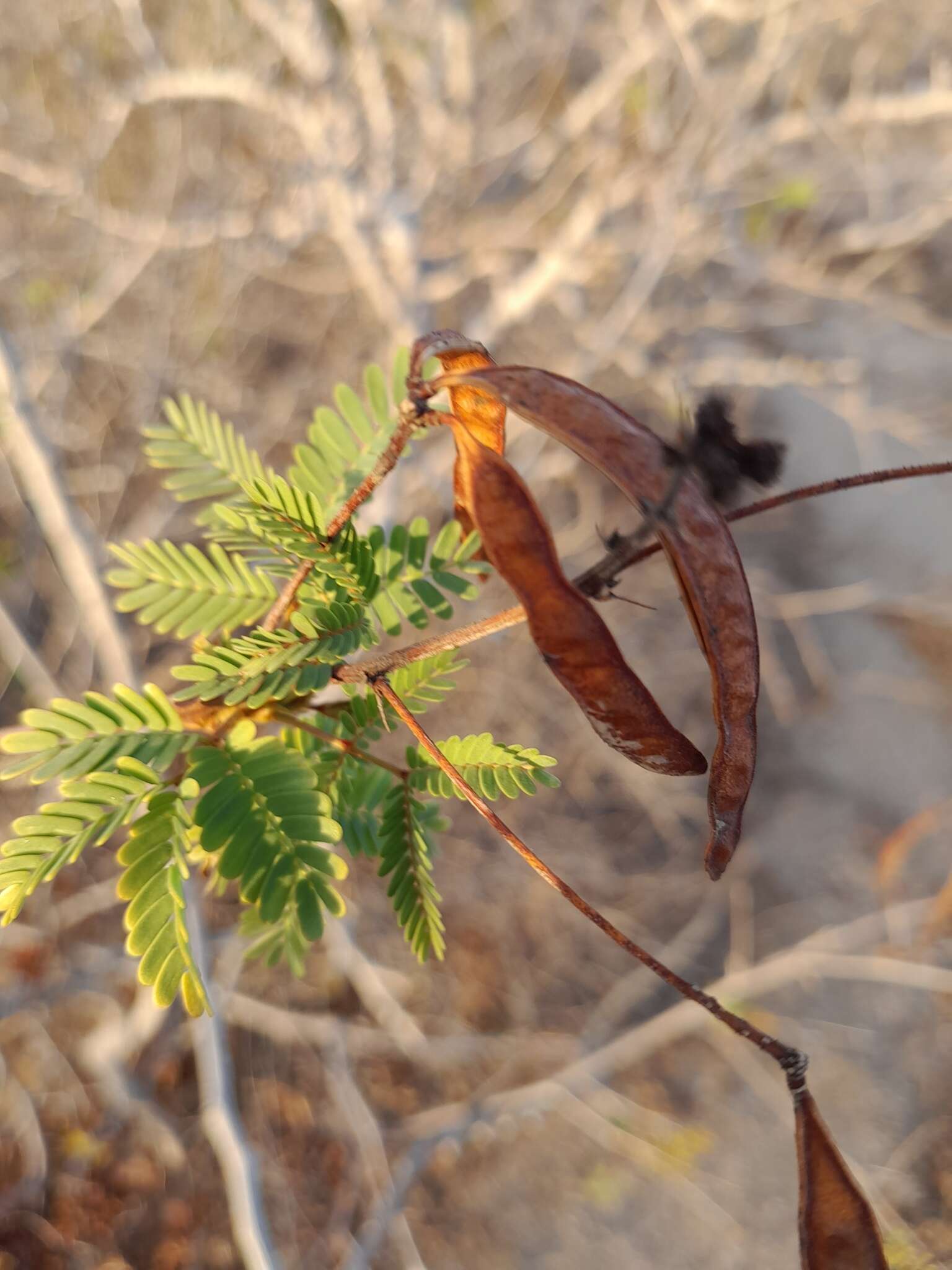 Image of Desmanthus fruticosus Rose