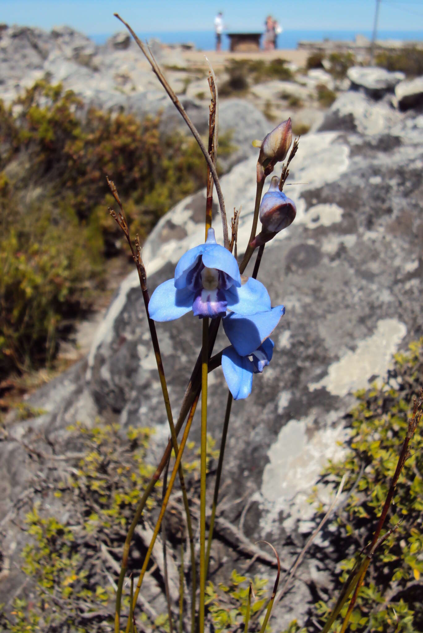 Disa graminifolia Ker Gawl. ex Spreng. resmi