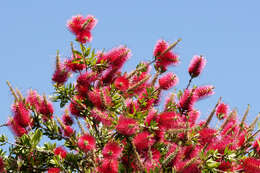 صورة Callistemon citrinus (Curtis) Skeels