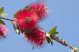 صورة Callistemon citrinus (Curtis) Skeels