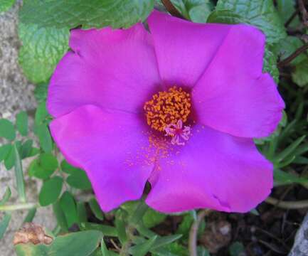 Image of Moss-rose Purslane