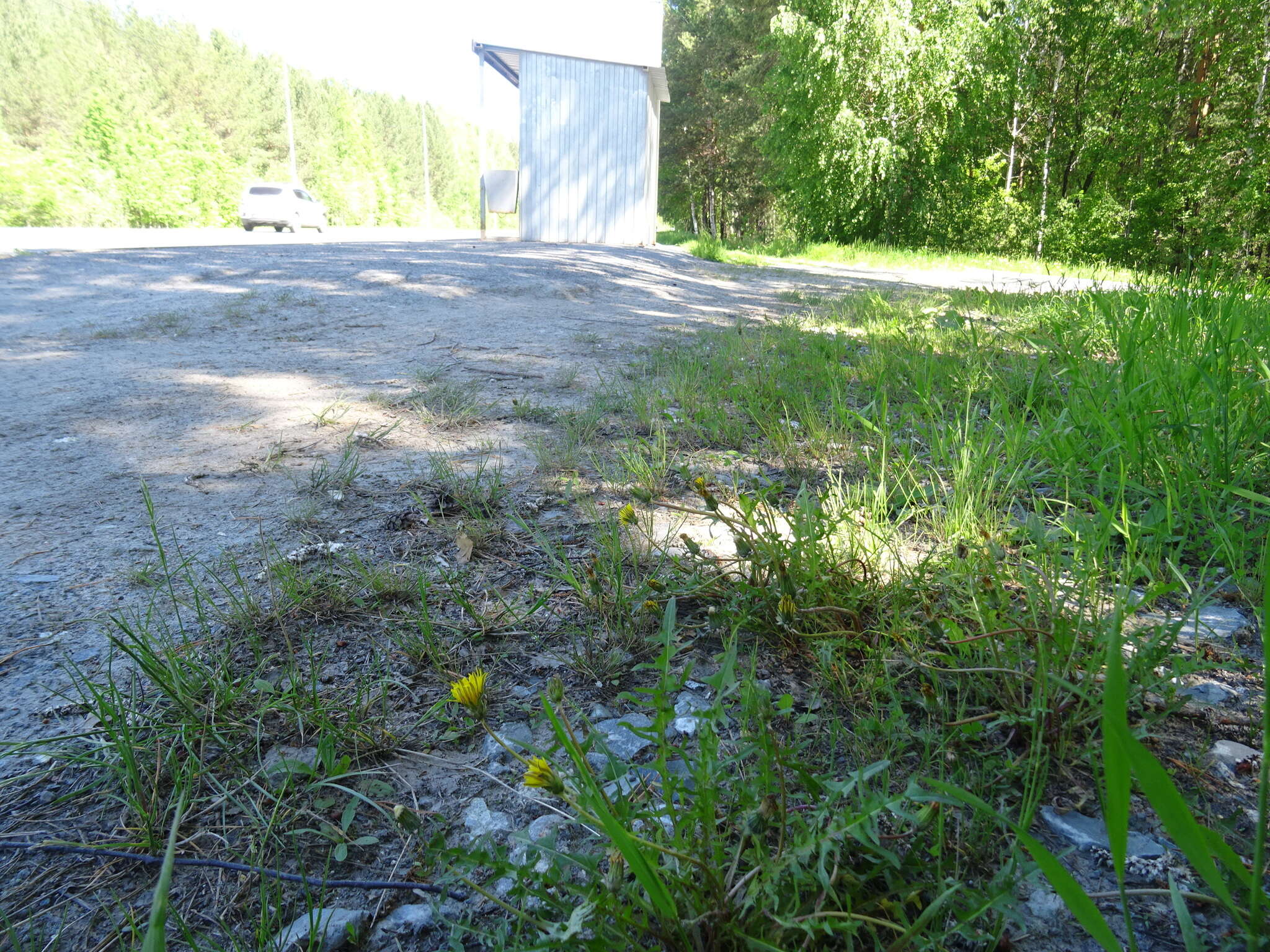 Plancia ëd Taraxacum scariosum (Tausch) Kirschner