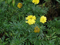 Tagetes erecta L. resmi