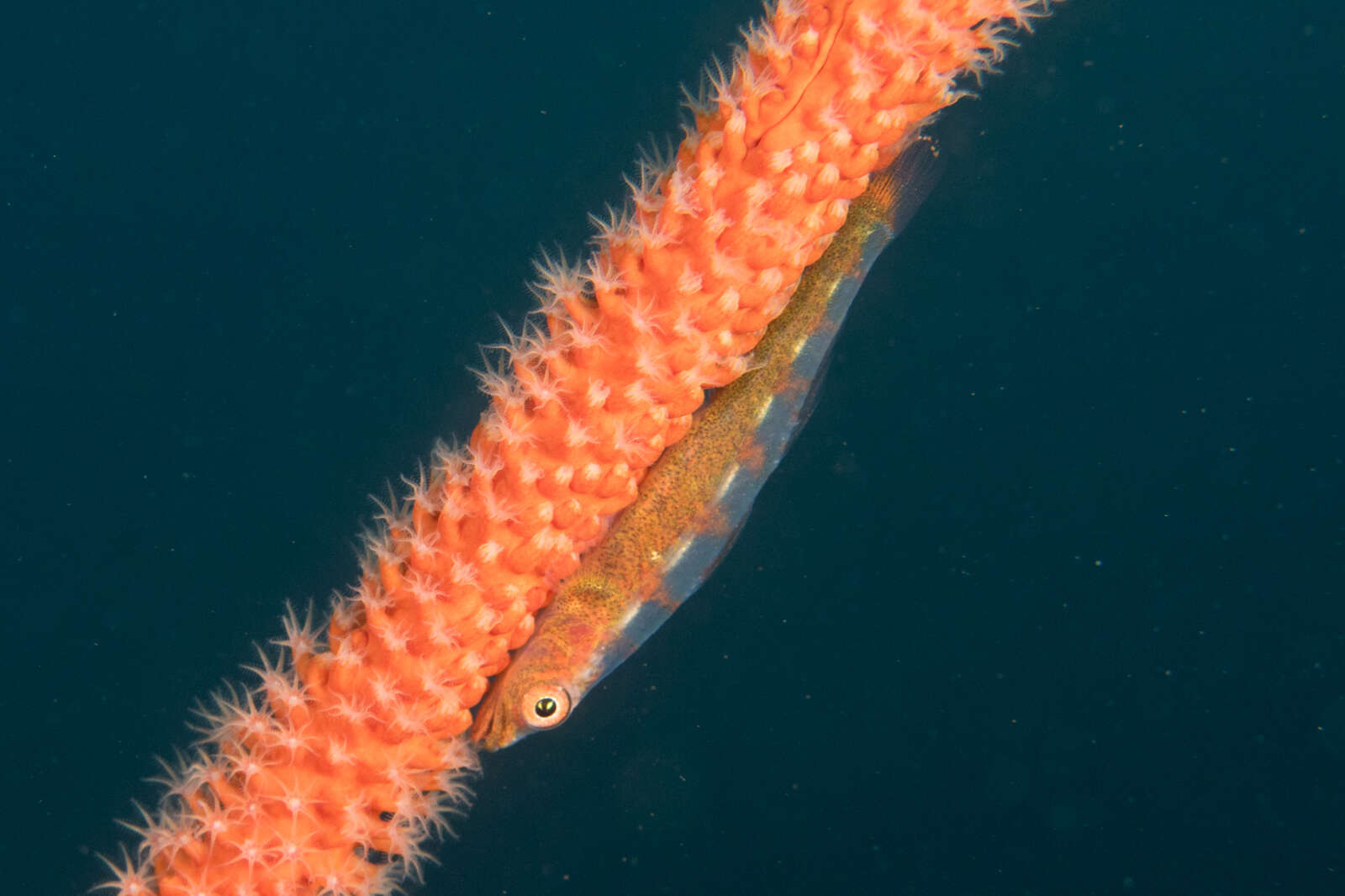 Image of Loki whipgoby