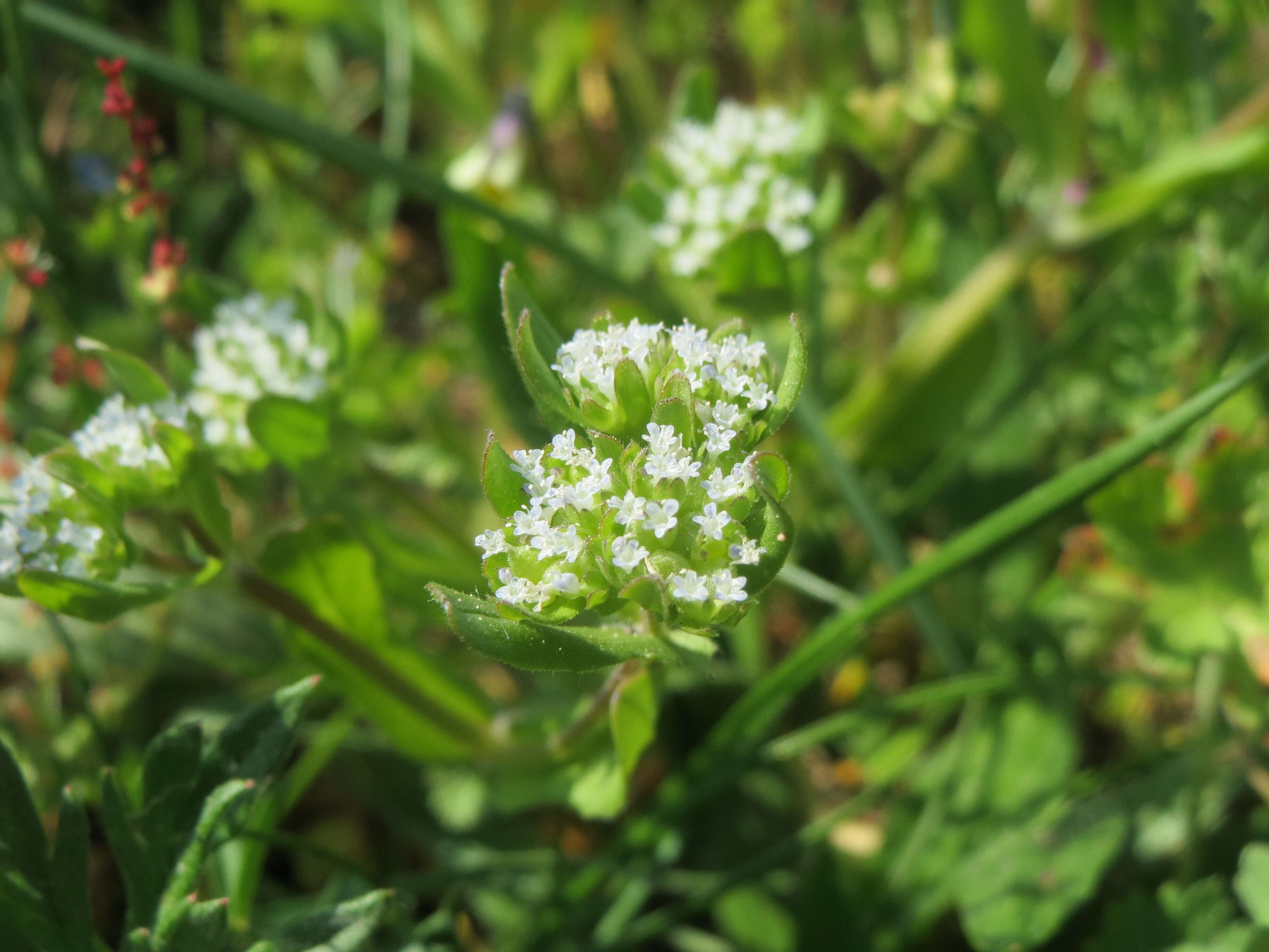 Image of Lewiston cornsalad