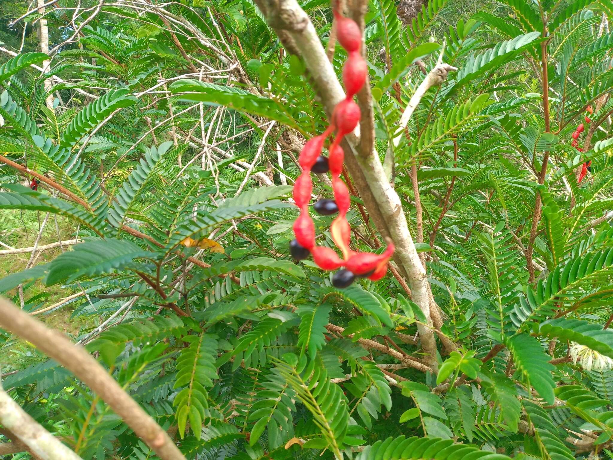 Image of Guadeloupe blackbead