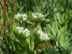 Image of Lewiston cornsalad