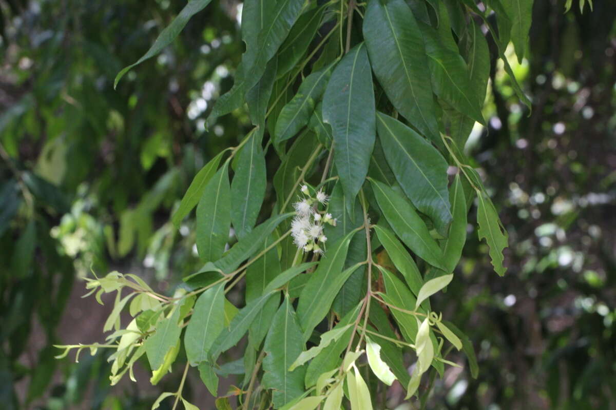 Image of Syzygium floribundum F. Müll.