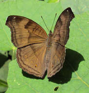 Image of chocolate pansy