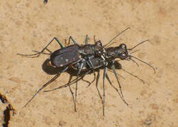 Plancia ëd Cicindela (Cicindelidia) rufiventris rufiventris Dejean 1825