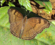 Image of chocolate pansy