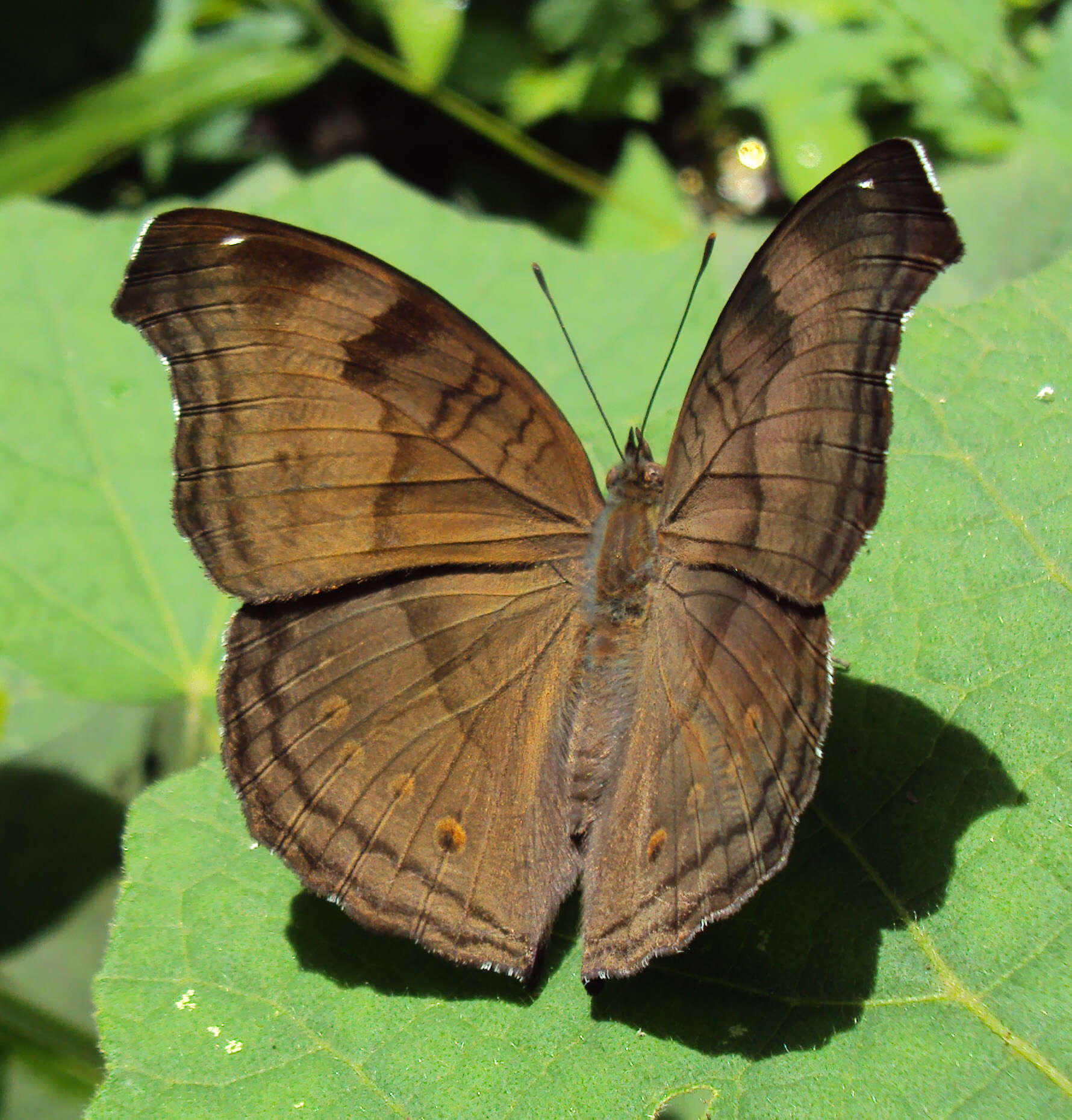 Image of chocolate pansy