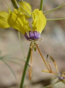 Image of Coalisina angustifolia (Forsk.) Rafin.