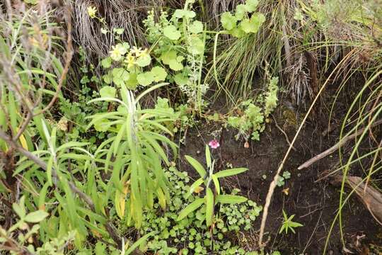 Image of Diascia barberae Hook. fil.