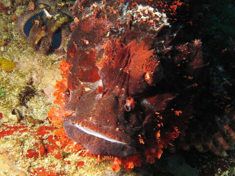 Image of Smallscale scorpionfish