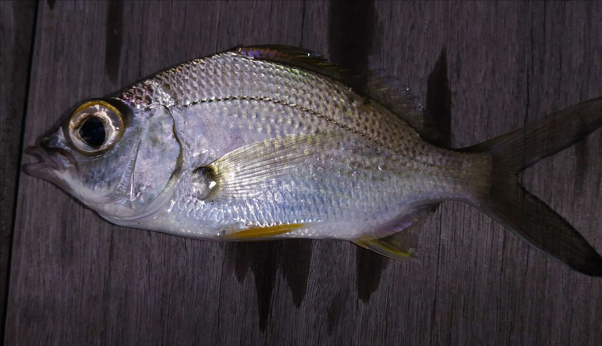 Image of Broad Shad