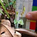 Acianthus amplexicaulis (F. M. Bailey) Rolfe resmi