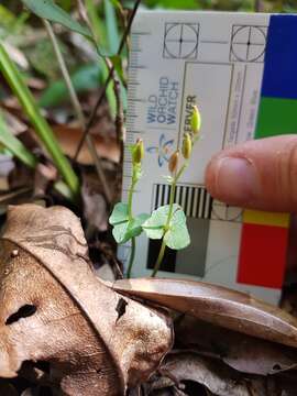 Acianthus amplexicaulis (F. M. Bailey) Rolfe resmi