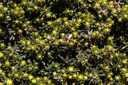 Ozothamnus ledifolius (A. Cunn. ex DC.) Hook. fil. resmi