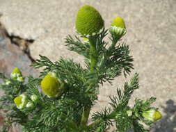 Image of disc mayweed