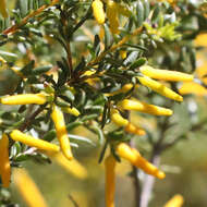 Image of Persoonia terminalis L. A. S. Johnson & P. H. Weston