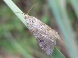 Image of Cabbage Webworm moth