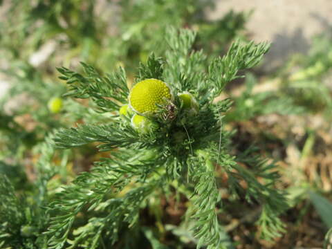 Image of disc mayweed