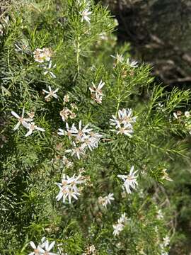 Imagem de Olearia glutinosa (Lindl.) Benth.