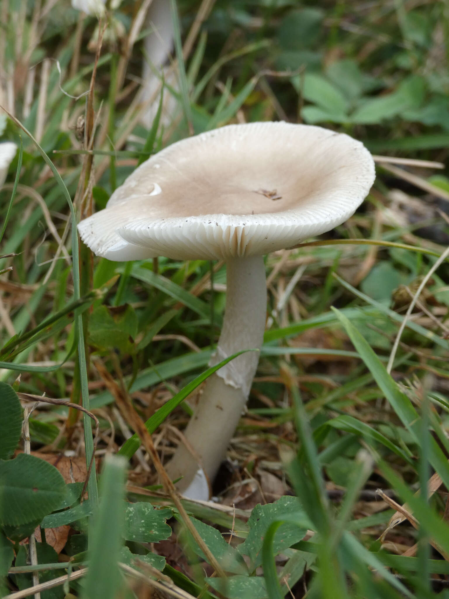 Image de Amanita spreta (Peck) Sacc. 1887