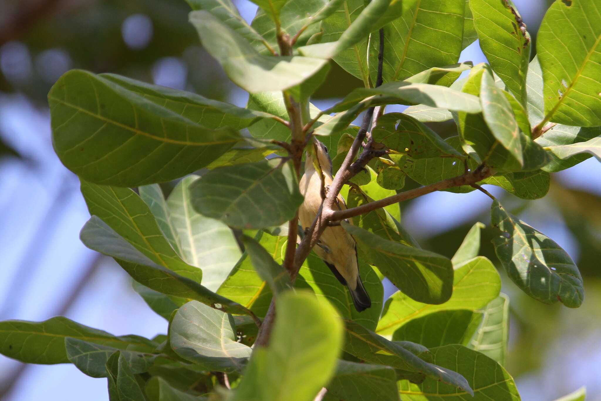 Image of Yellow-bellied Hyliota