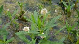 Image of alligator weed