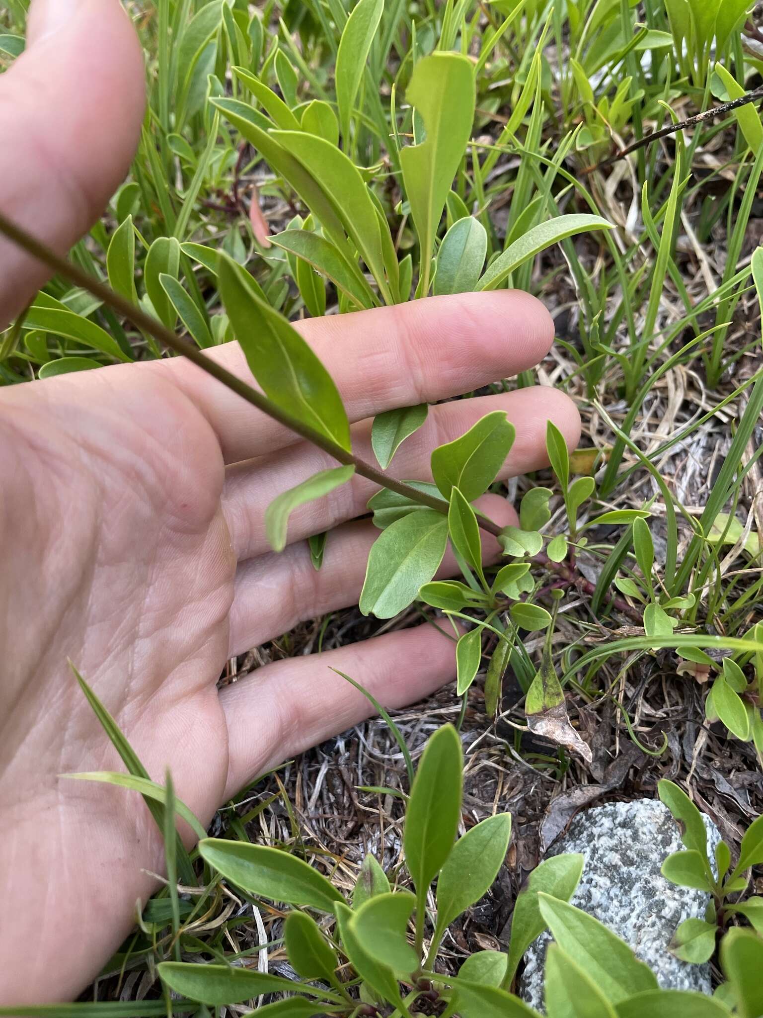 Image of Tolmie's penstemon