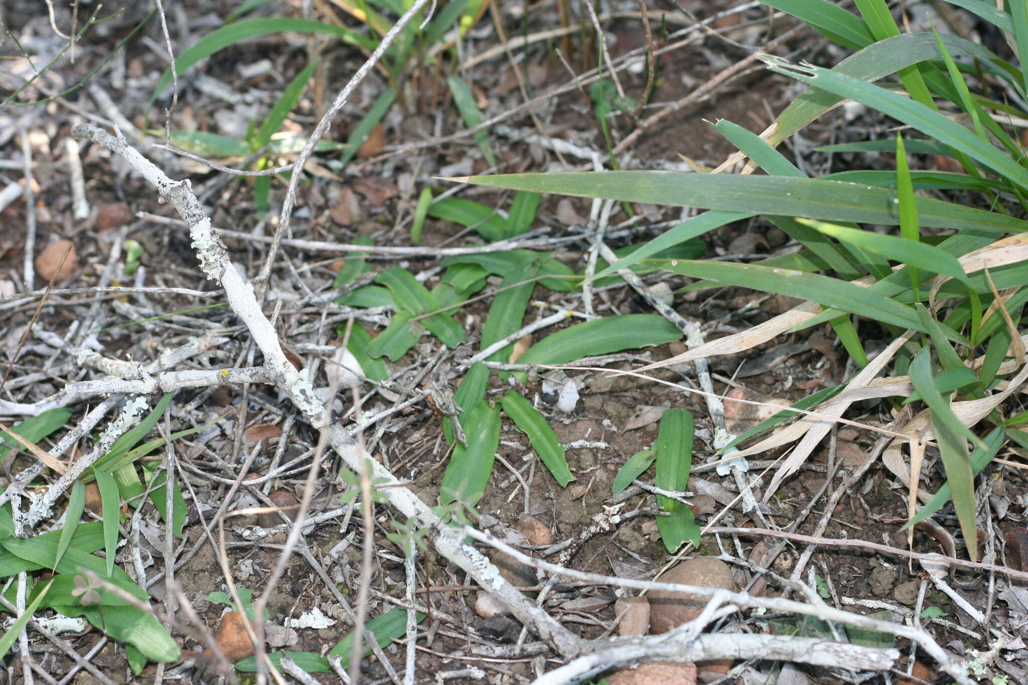 Image of Drimia haworthioides Baker