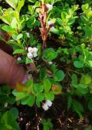 Image of Vaccinium uliginosum subsp. vulcanorum (Kom.) Alsos & Elven