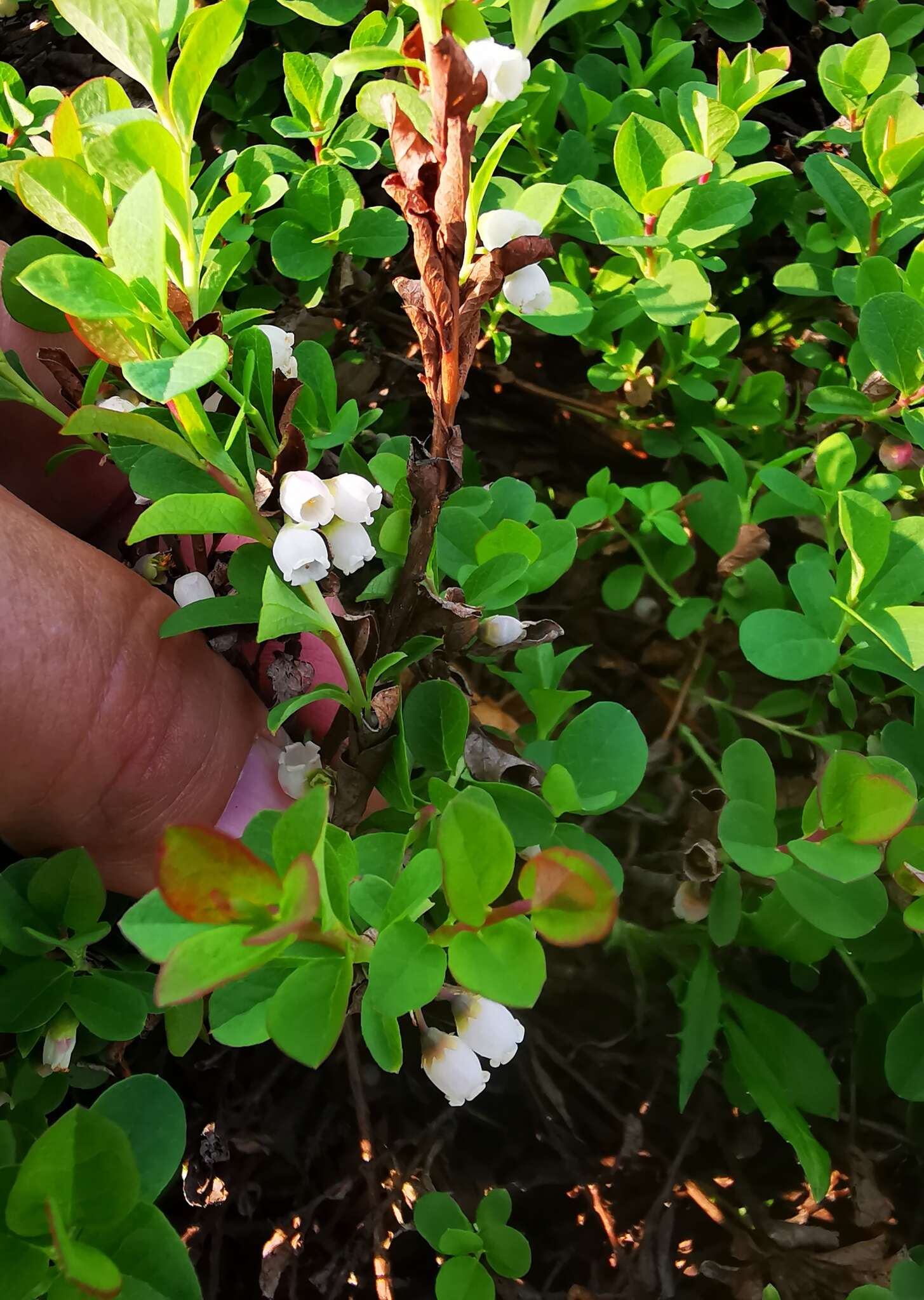 Image of Vaccinium uliginosum subsp. vulcanorum (Kom.) Alsos & Elven