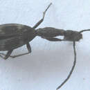 Image de Atractonotus mulsantii