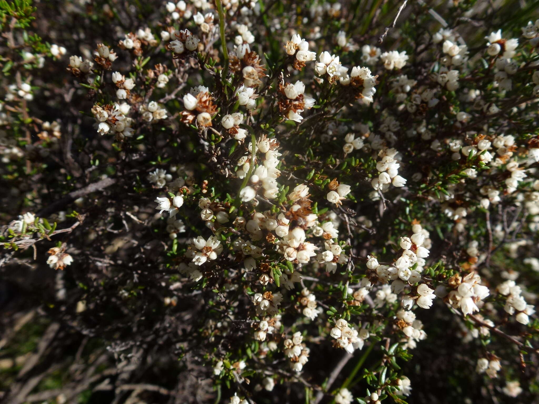 Image of Cryptandra tomentosa Lindl.