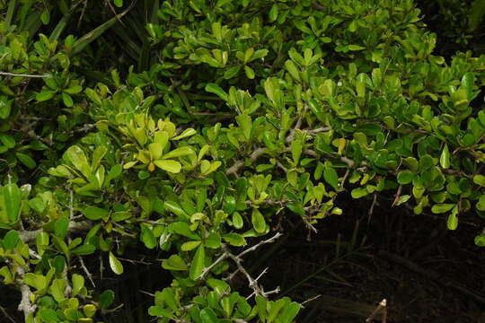 Image of Gymnosporia diversifolia Maxim.