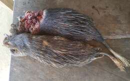 Image of Brush-tailed porcupine