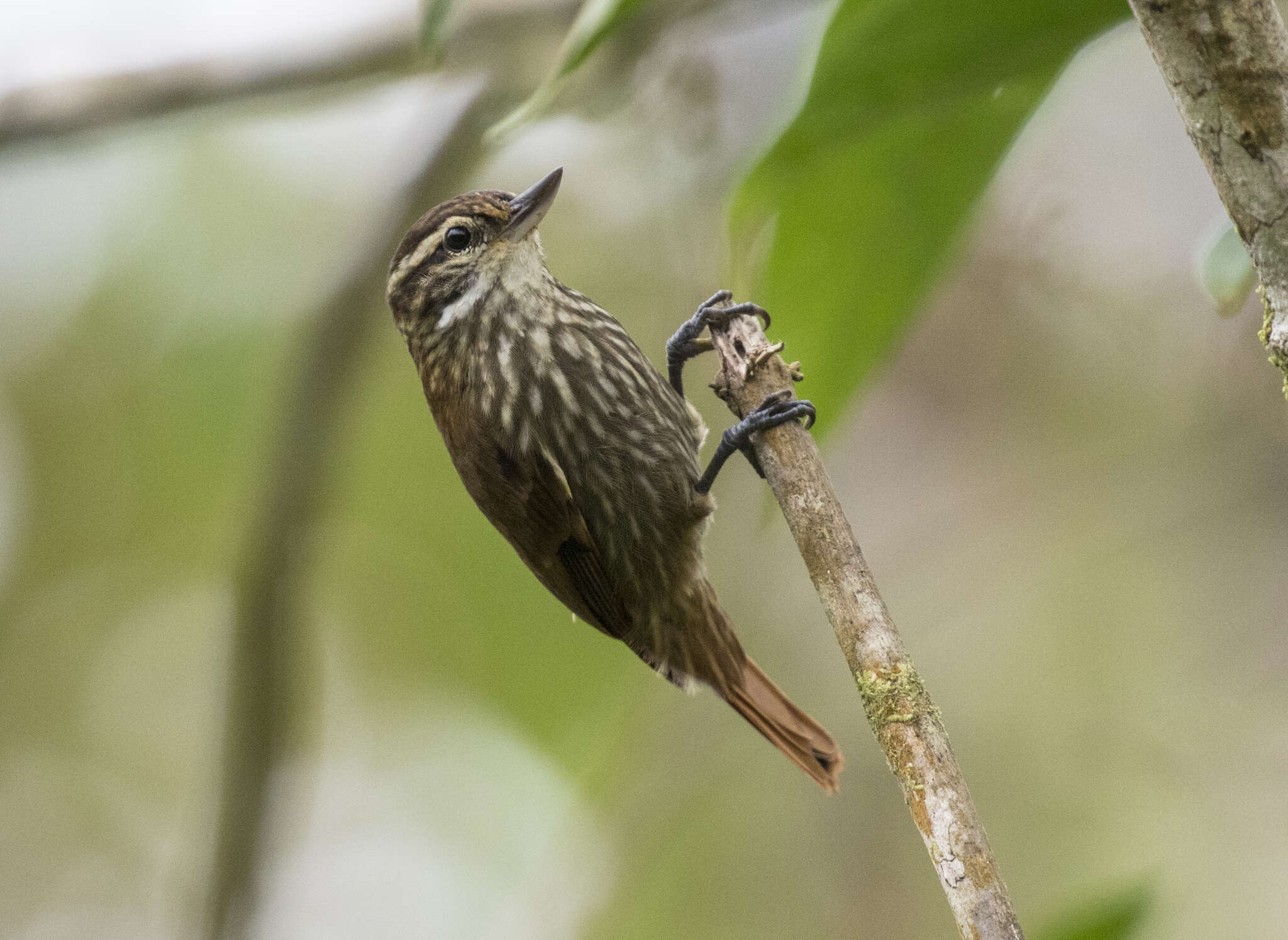 Image of Streaked Xenops