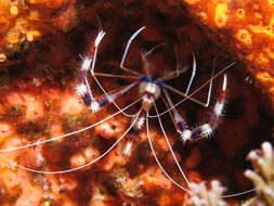 Image of Banded Coral Shrimp
