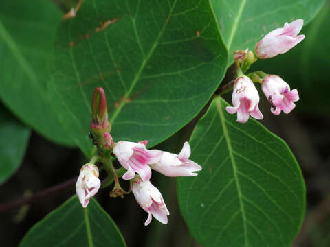 Image of flytrap dogbane